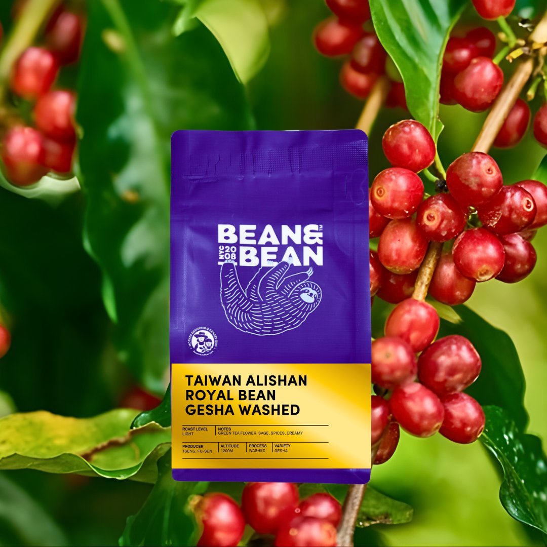 Taiwan Alishan Royal Bean Gesha Washed