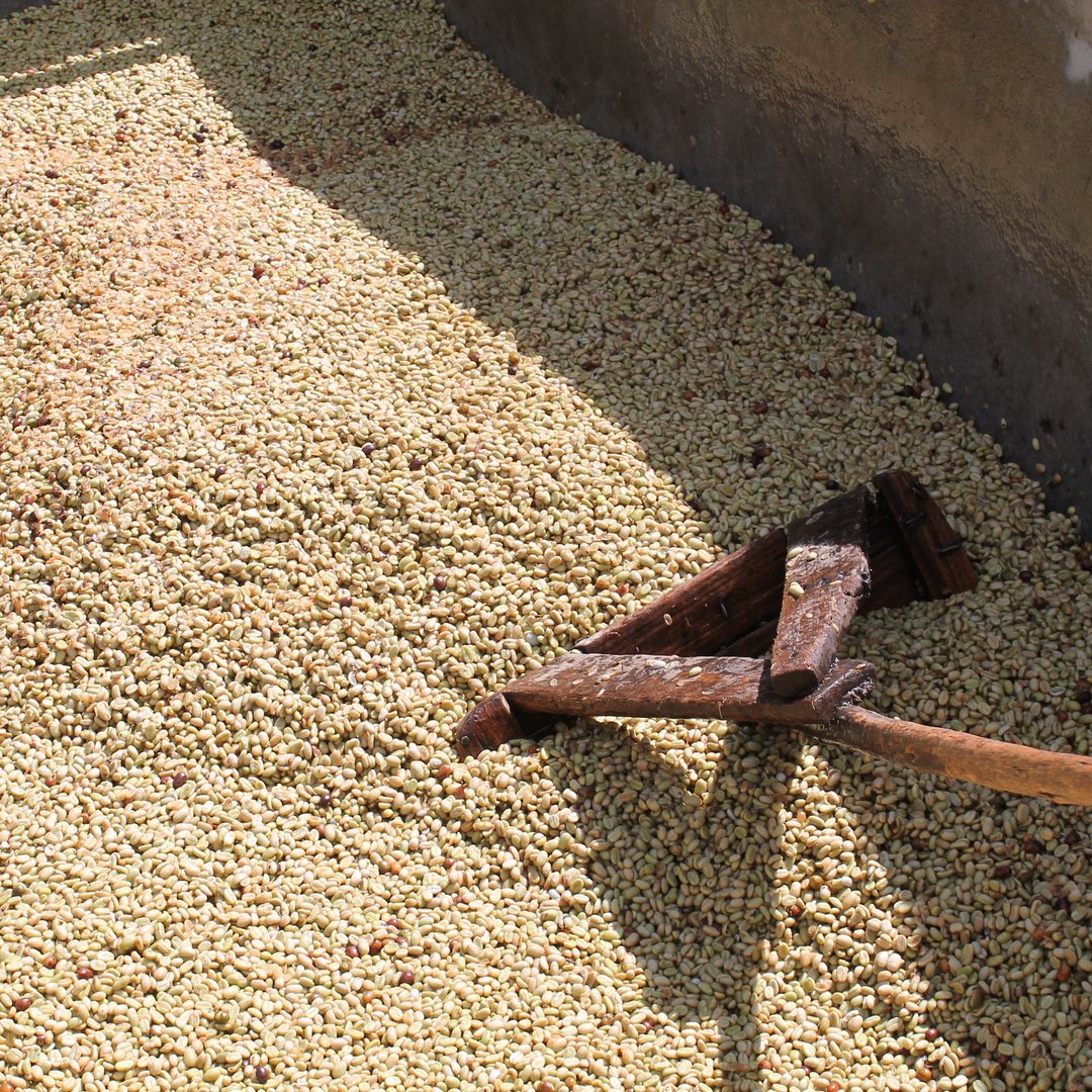 Kenya - Kiambu Riara Estate AA
