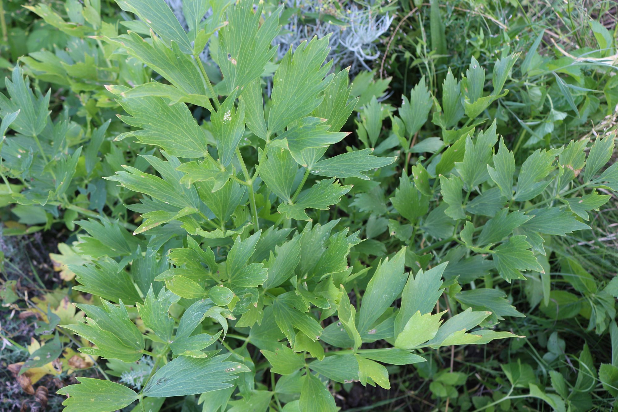 Reinsaat – Liebstock (Levisticum officinale)
