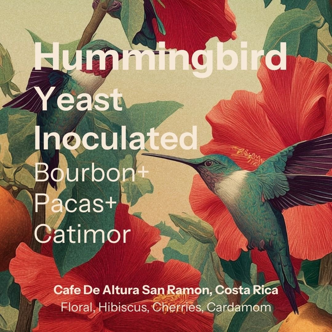 Hummingbird - Tarrazu (Costa Rica)