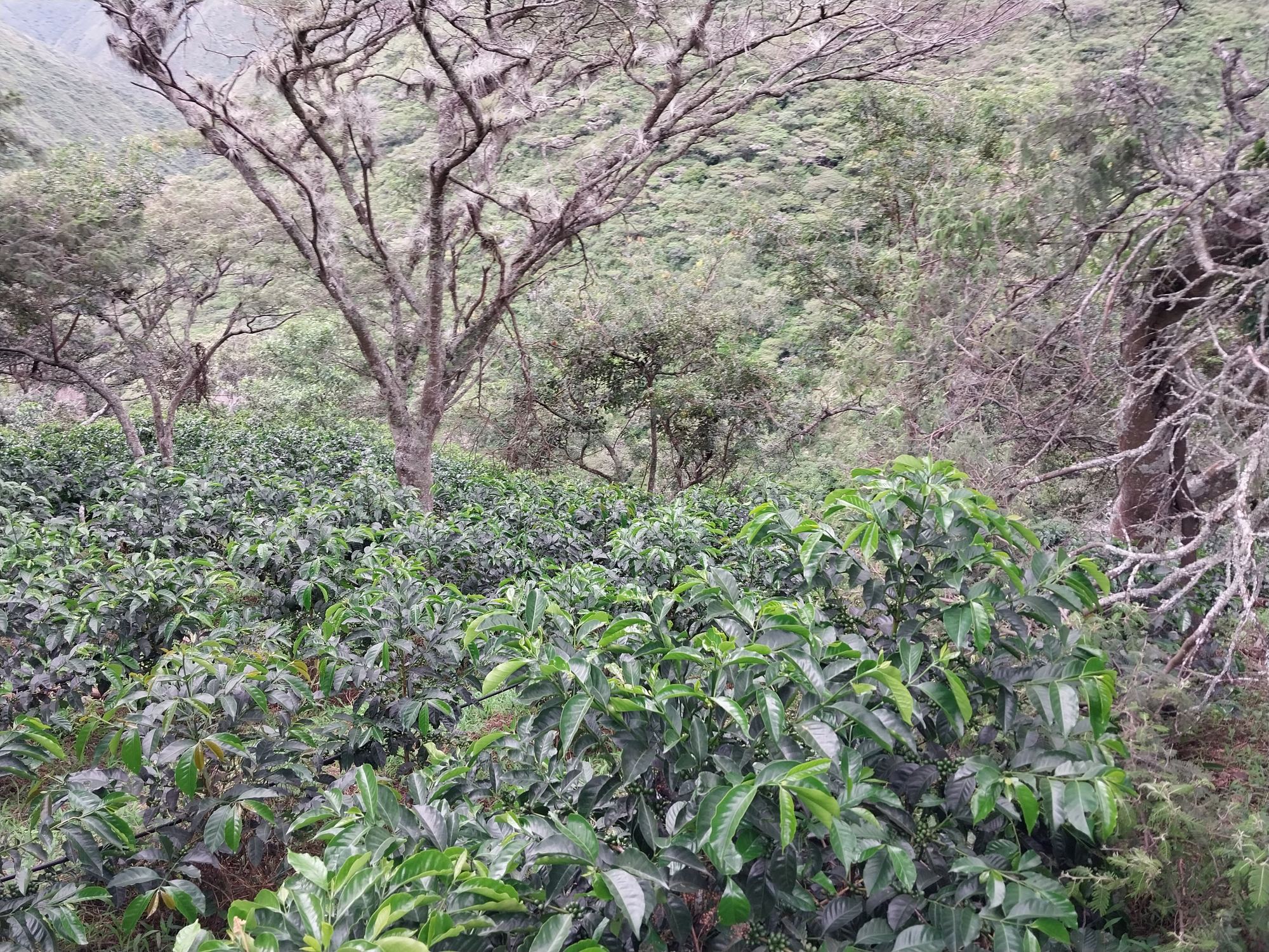 Ecuador La Noria Green Gesha