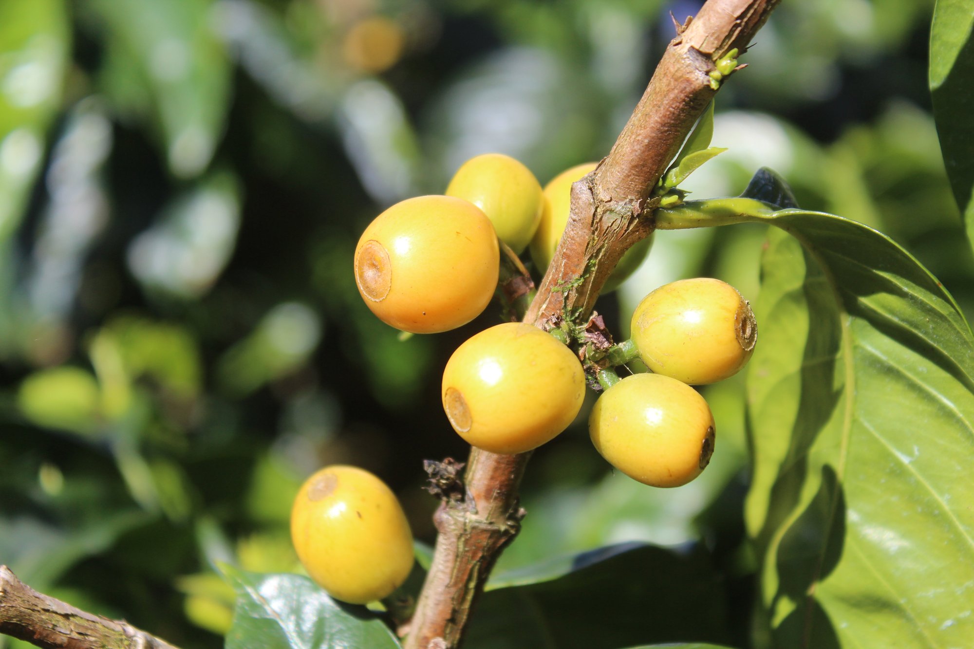 Honduras Yellow Pacas -Finca Cerro Azul