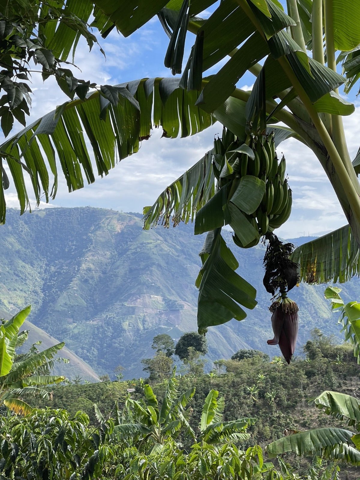 Colombia Edinson Argote Castillo Washed