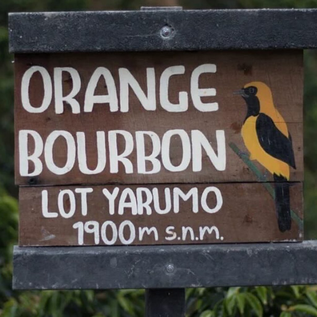 Colombia Los Nogales Orange Bourbon Elixir