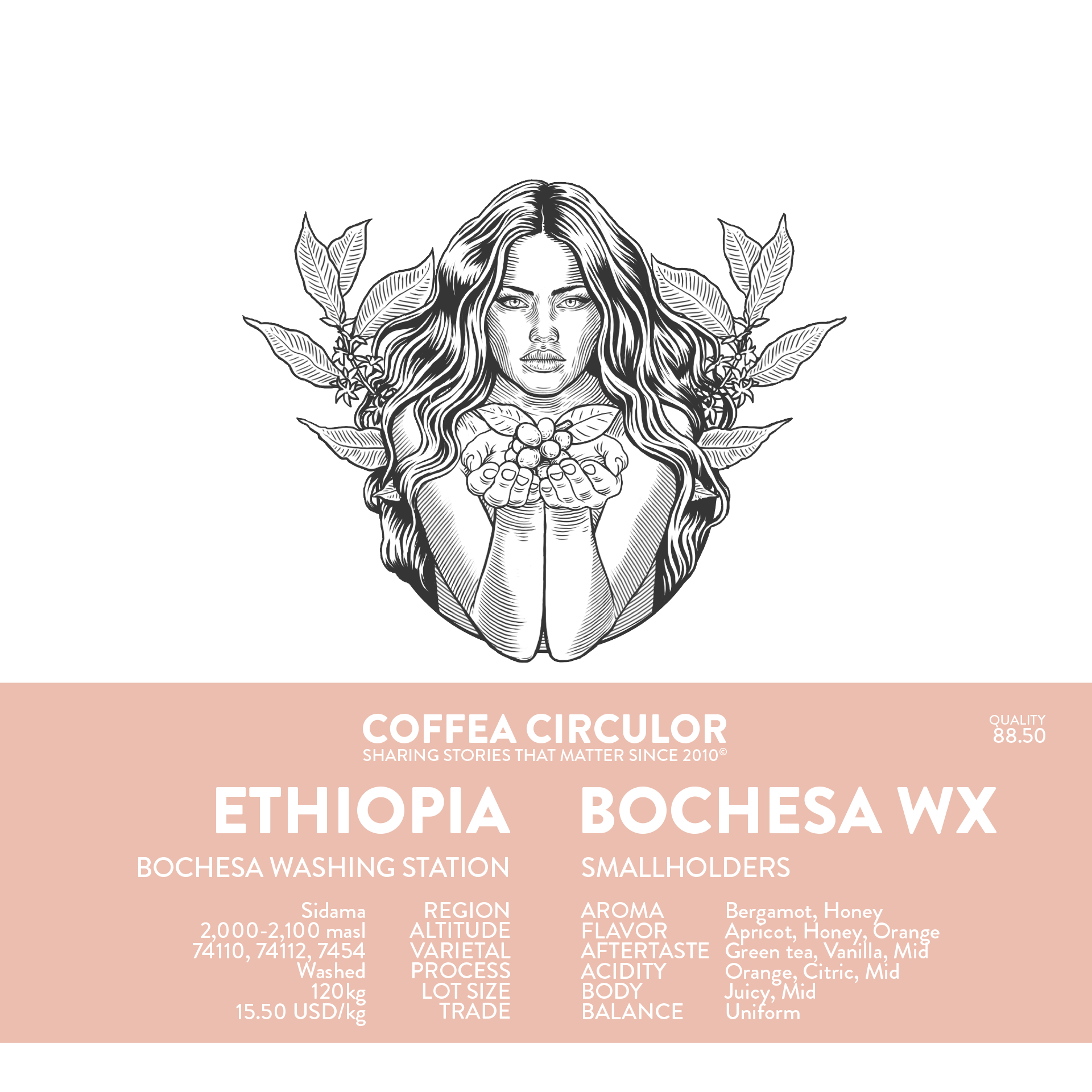 ETHIOPIA Bochesa Washed WX