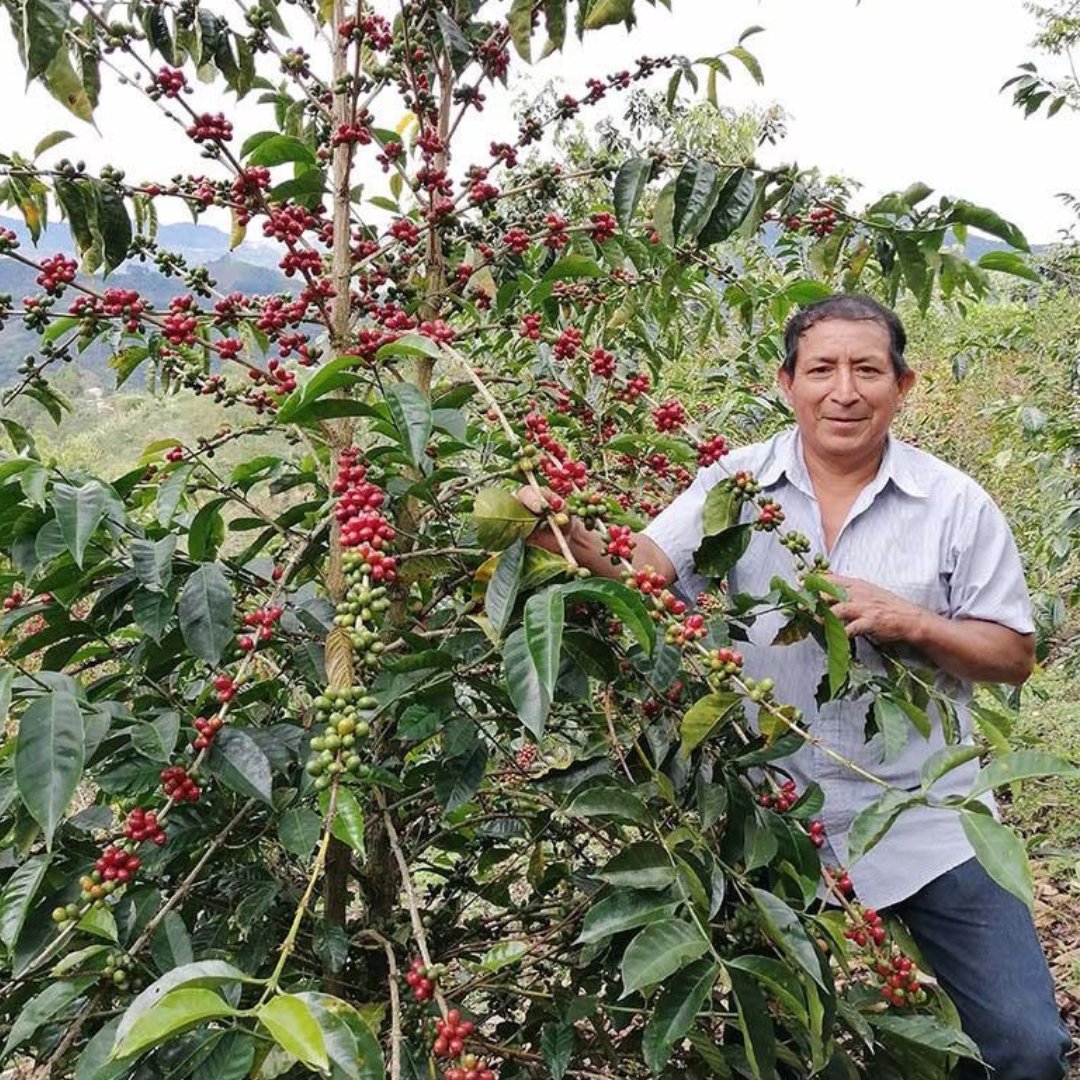 Peru La Lucuma Geisha Honey CoE 2023 #2
