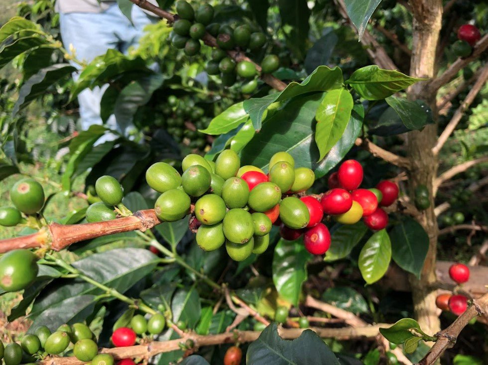 Colombia Campo Hermoso Wush Wush ESPRESSO