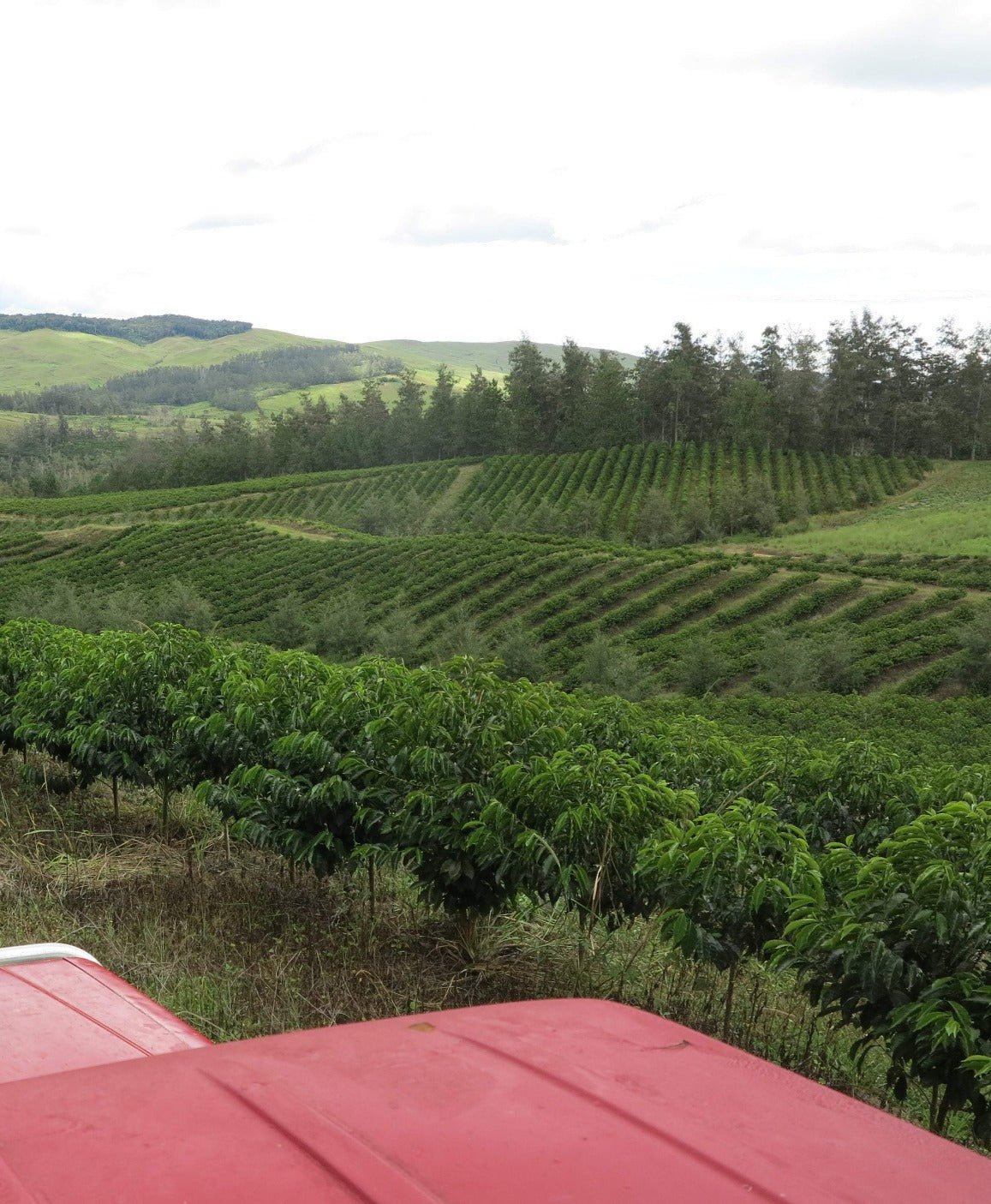 PNG Baroida Espresso