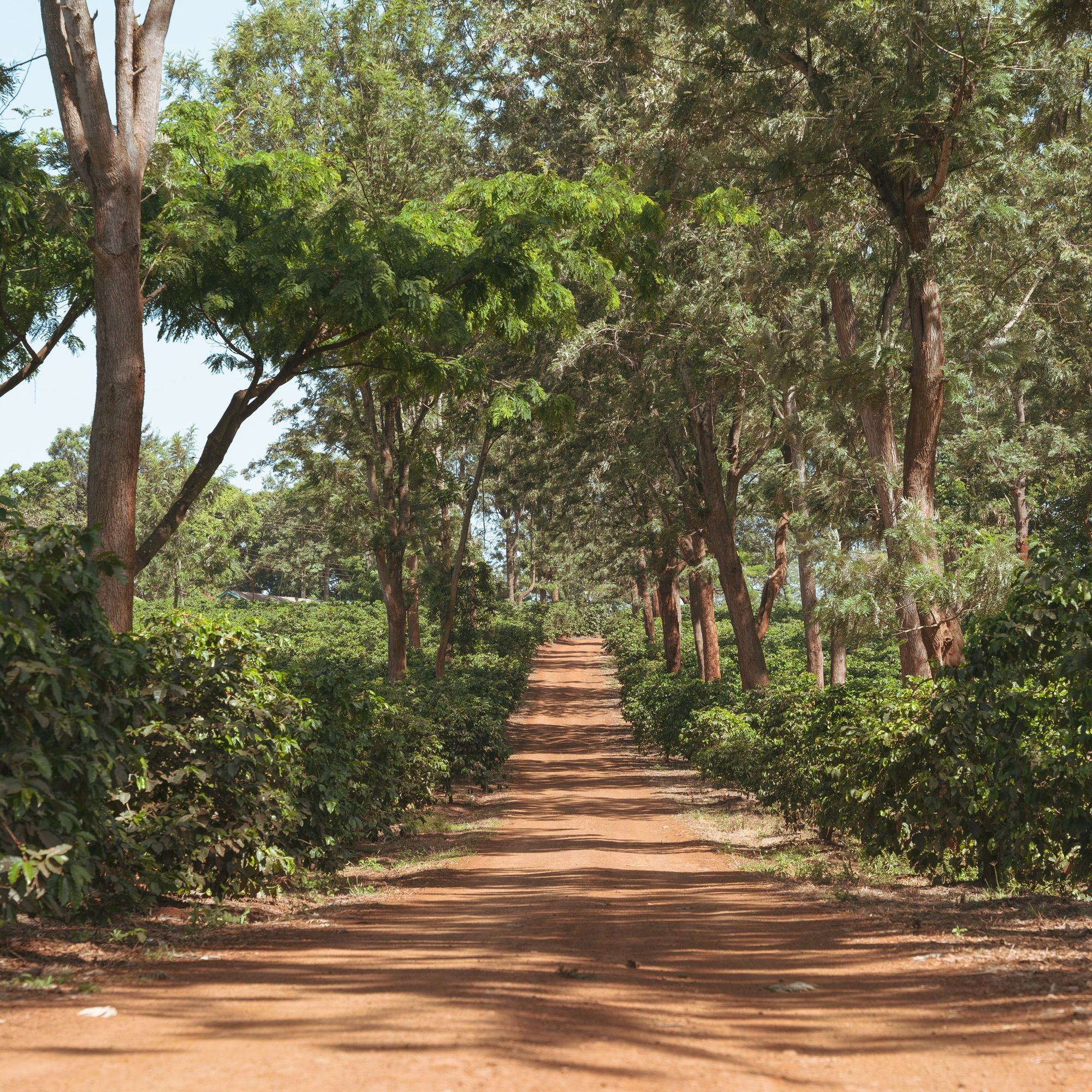 ’Kenya Kutere AB