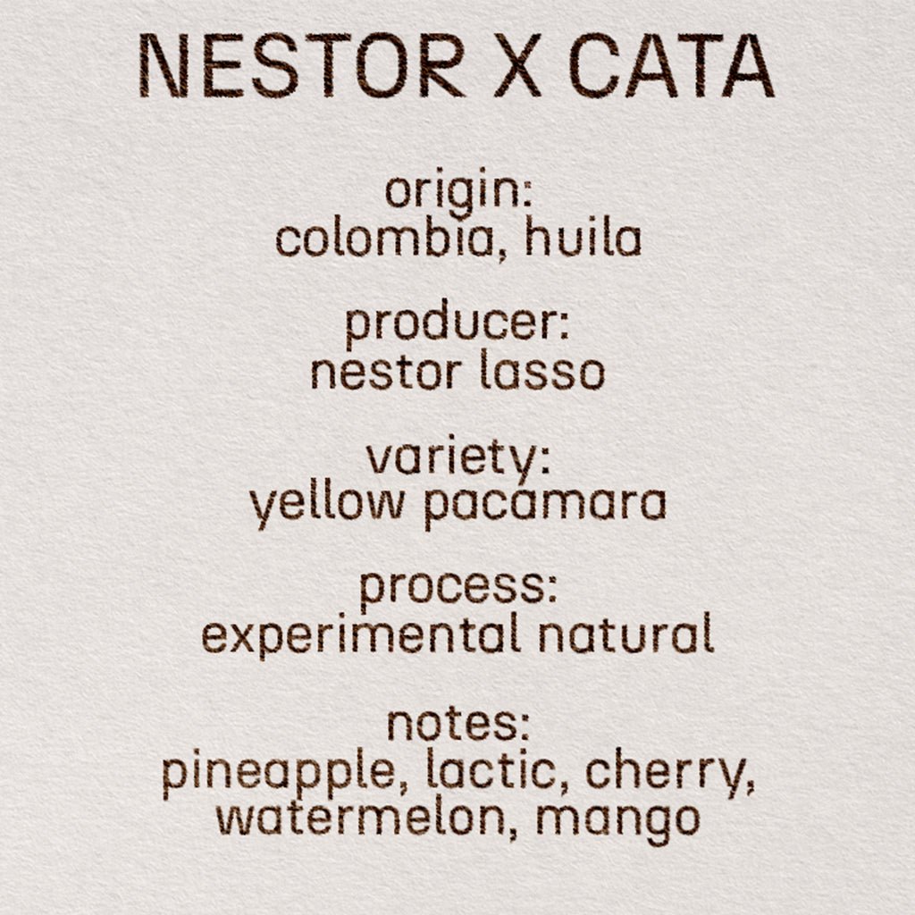 nestor x cata