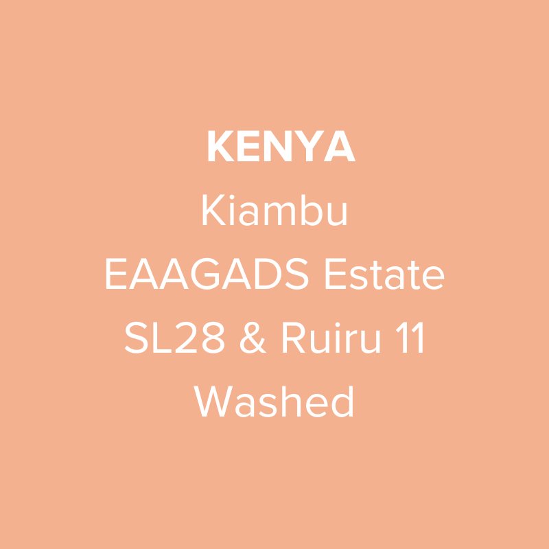 Kenya Kiambu EAAGADS Estate SL28 & Ruiru 11 Washed AA TOP