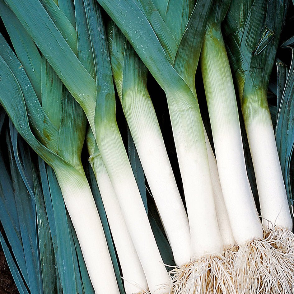 Reinsaat – Porree „Blaugrüner Herbst“ (Allium porrum L.)