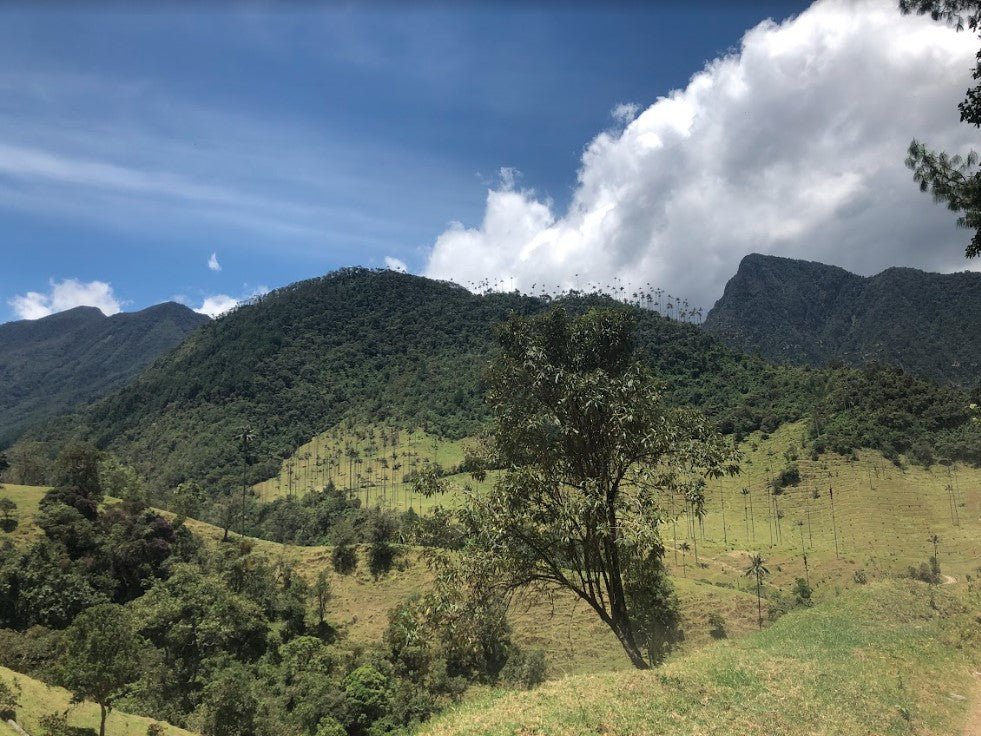 Colombia Campo Hermoso Black Honey CM Sidra ESPRESSO