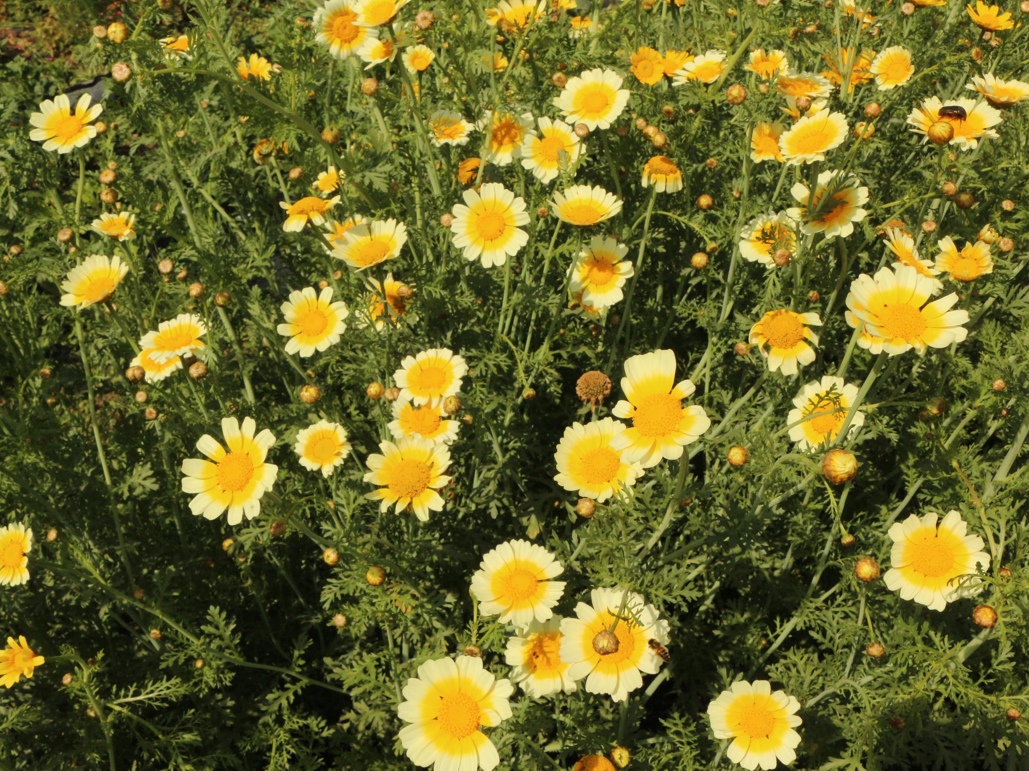 Reinsaat – Speisechrysantheme (Chrysanthemum coronarium)