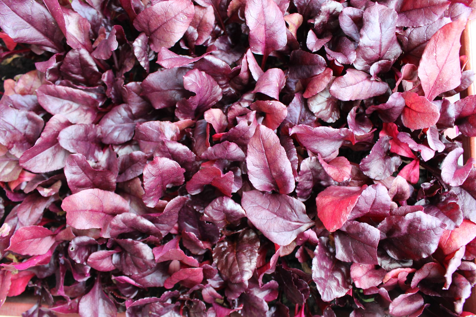 Reinsaat – Rote Rübe Bull’s Blood (Beta vulgaris var. conditiva)