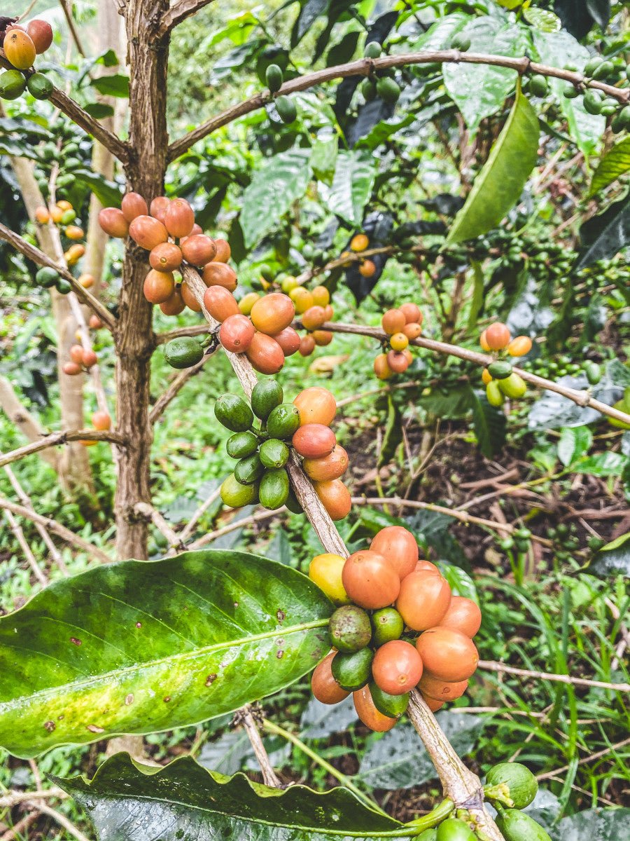 Decaf Colombia Pink Bourbon Light Roast