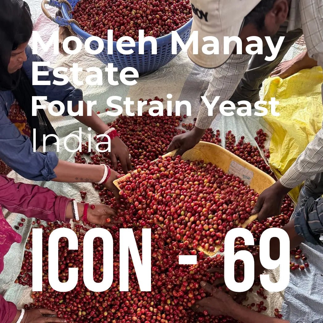 ICON 69 - Mooleh Manay, Four Strain Yeast