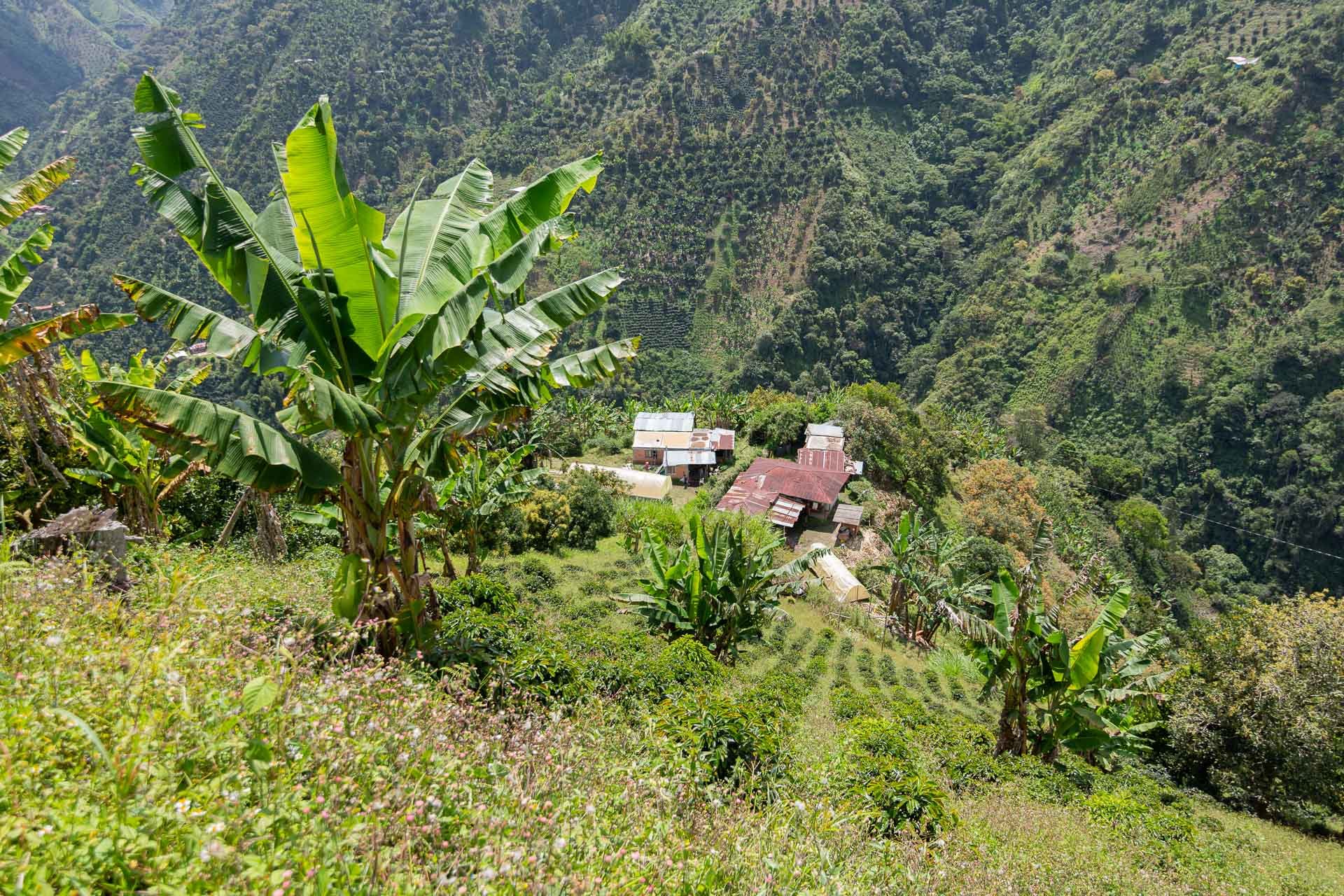 Antuuka Manizales EA DECAF