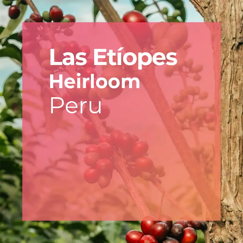 LAS ETÍOPES, Ethiopian Varieties