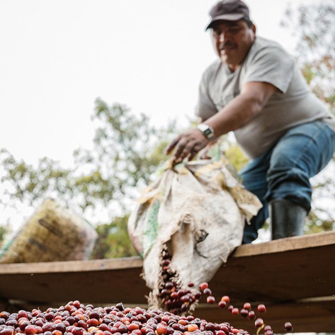 Guatemala Santa Felisa Blue Diamond Washed