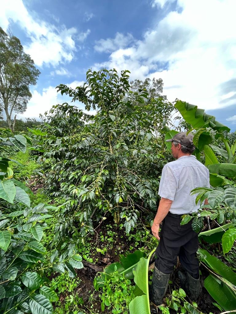 Costa Rica Coffea Diversa Ghimbi Honey