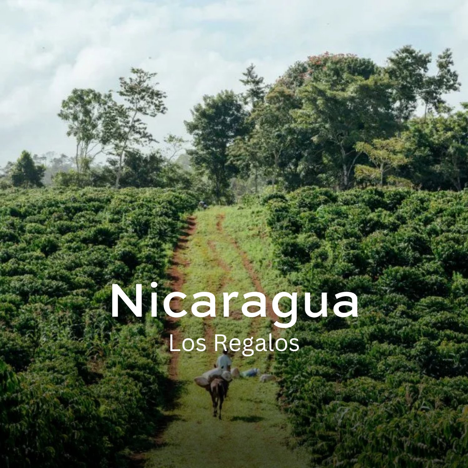 Los Regalos (Honey)