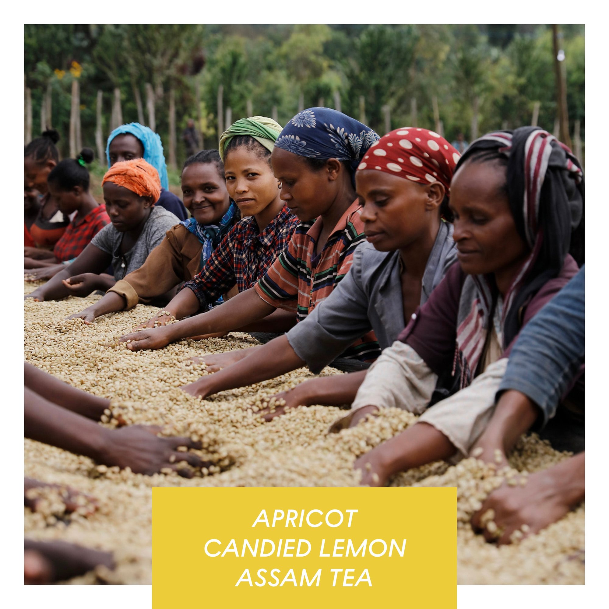 Hunkute, Washed Heriloom Cultivars, Ethiopia
