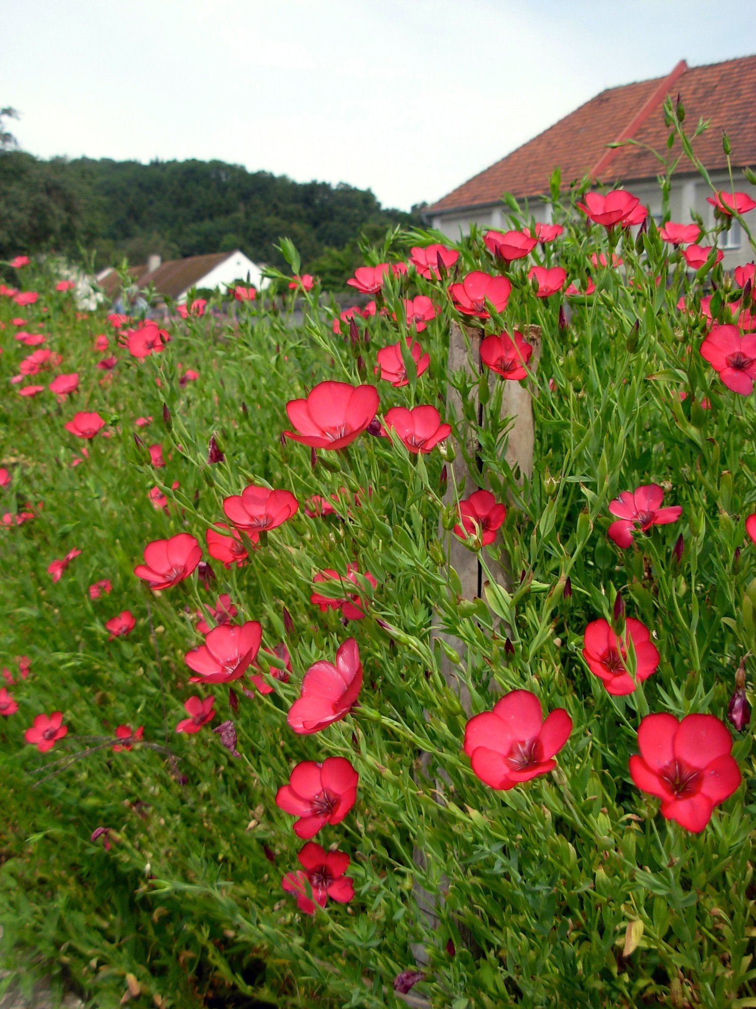 Reinsaat "Roter Lein" (Linum grandiflorum)