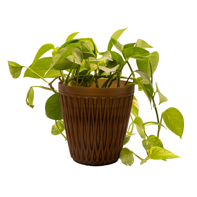 Maceta - Coffea