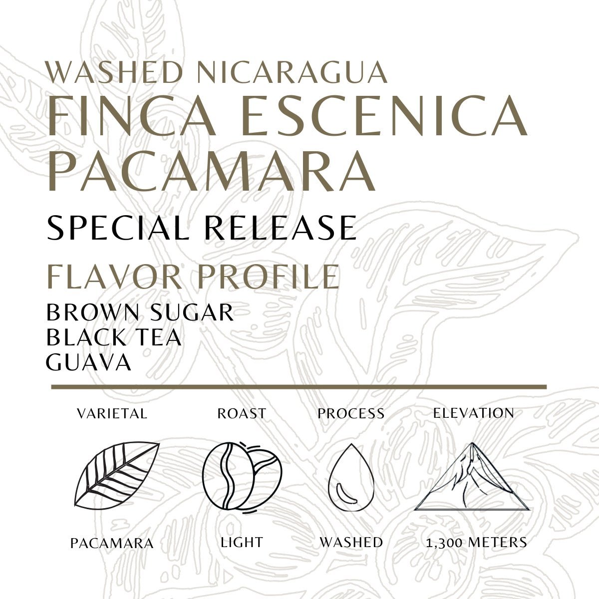 Pacamara Washed