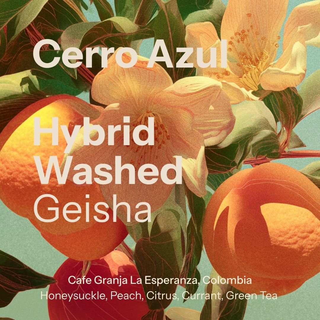 Cerro Azul - Hybrid Washed Geisha - Cafe Granja La Esperanza (Colombia)