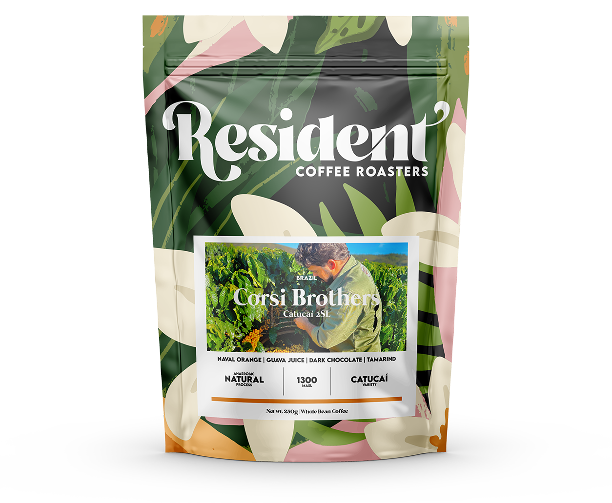 Brazil Corsi Brothers Catucaí 2SL