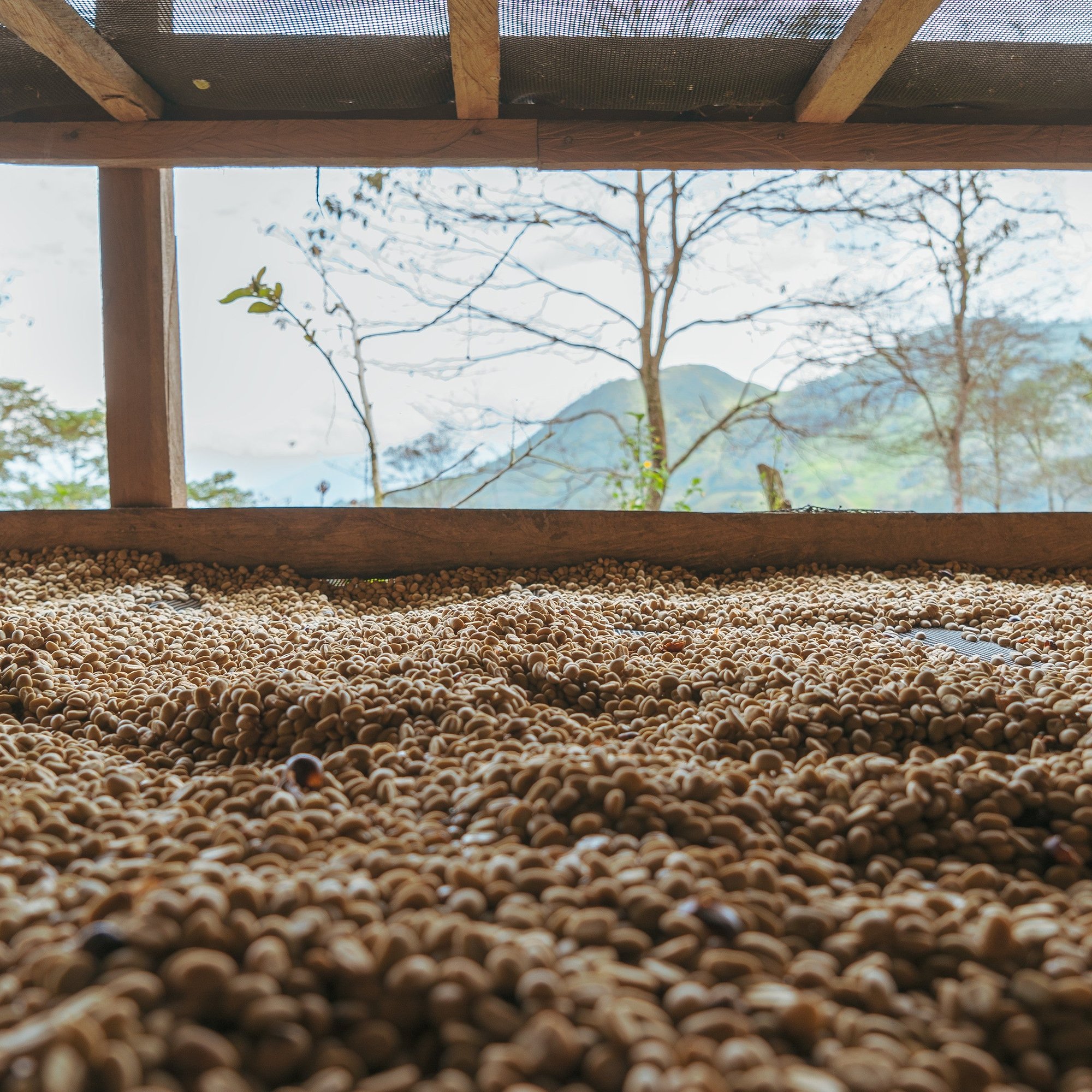 ’Peru Alto Inambari