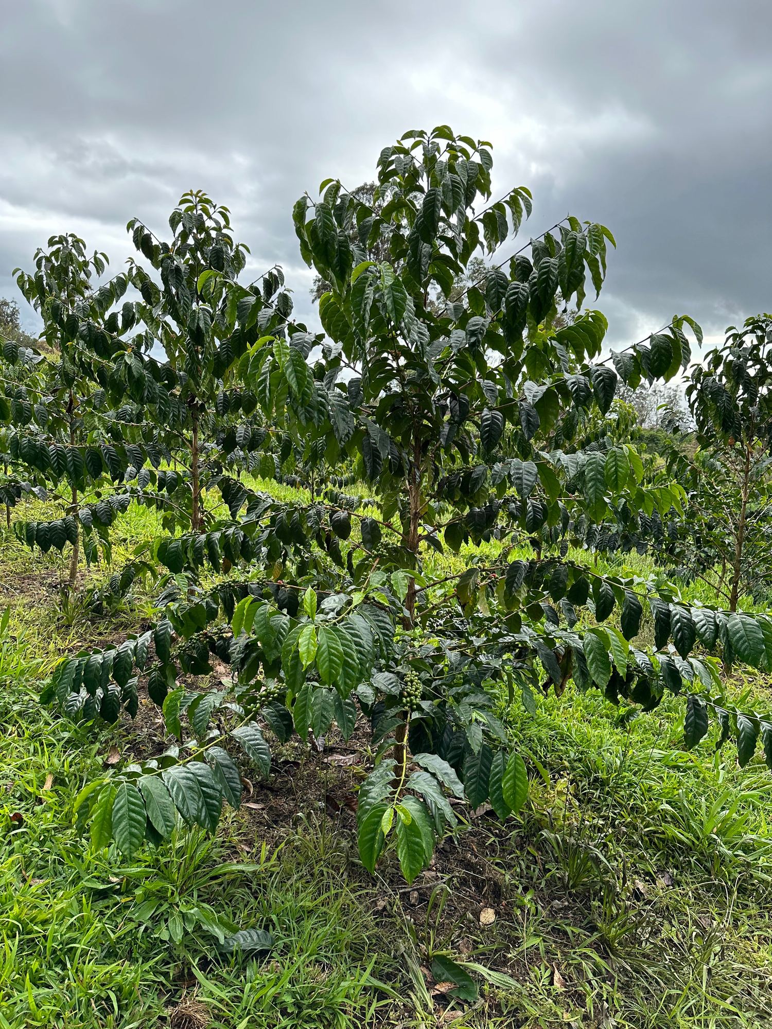 Kona Kaffa Champagne Natural — Noelani Farm