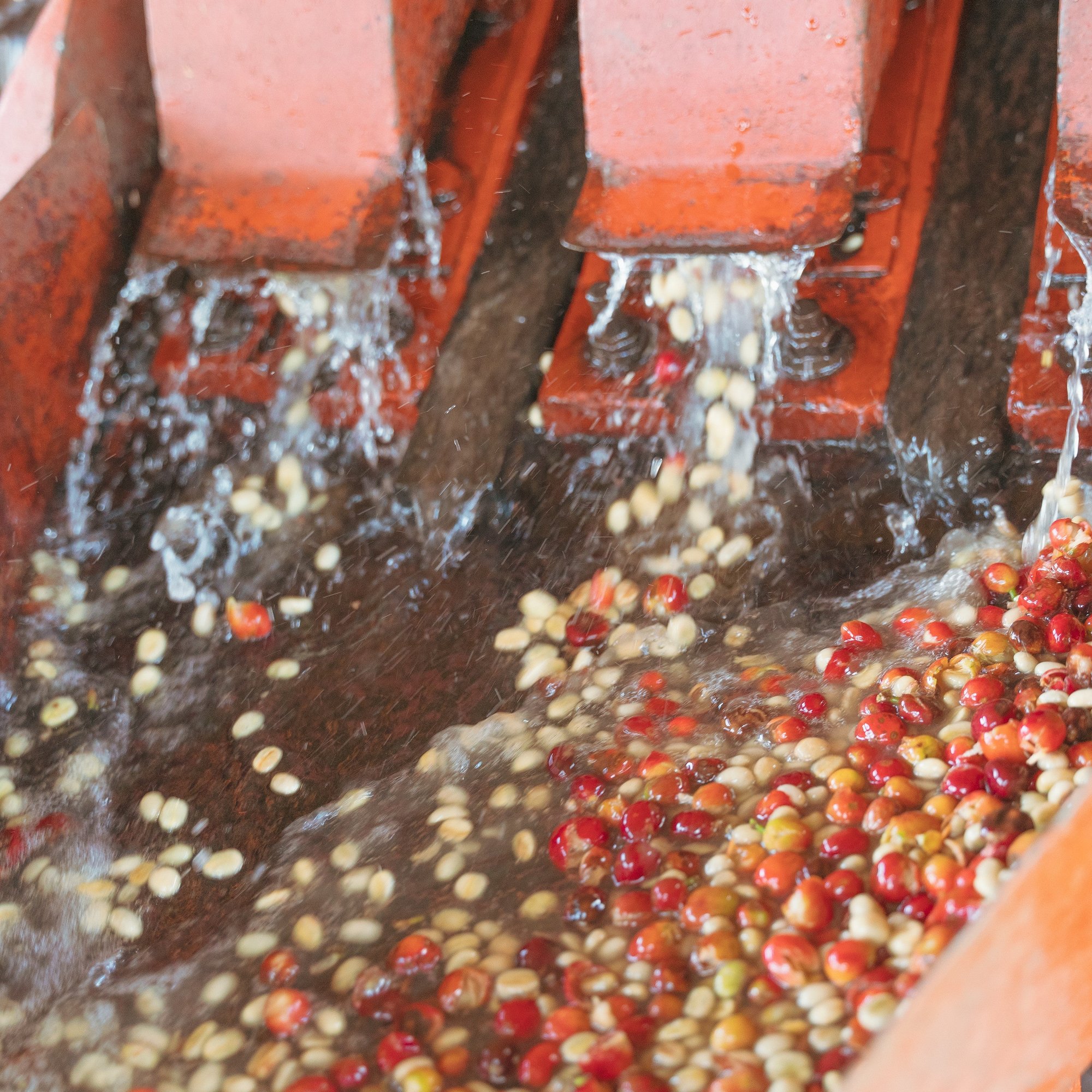 ’Kenya Nyeri Kamoko AA