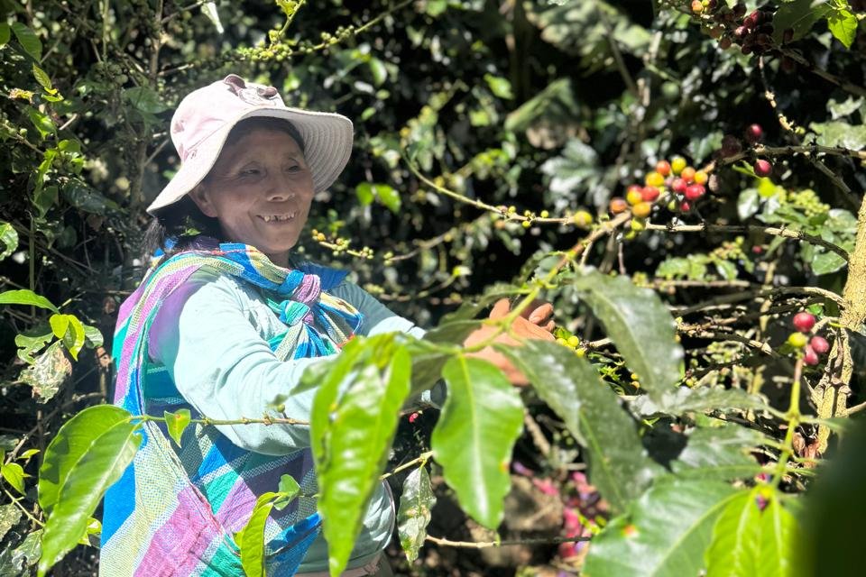Bertha Huaylla Sayllo - Finca Tranca