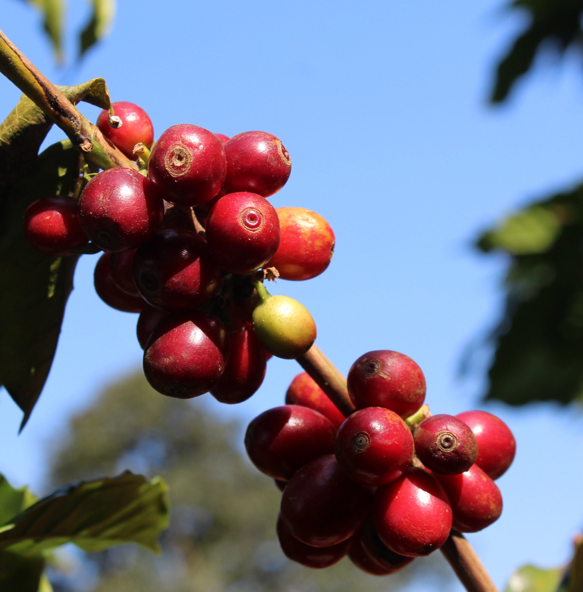 Los Volcanes - Café du Guatemala BIO