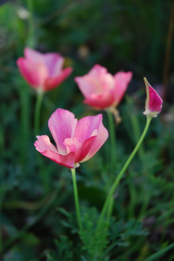 Reinsaat Goldmohn "Karminkönig"