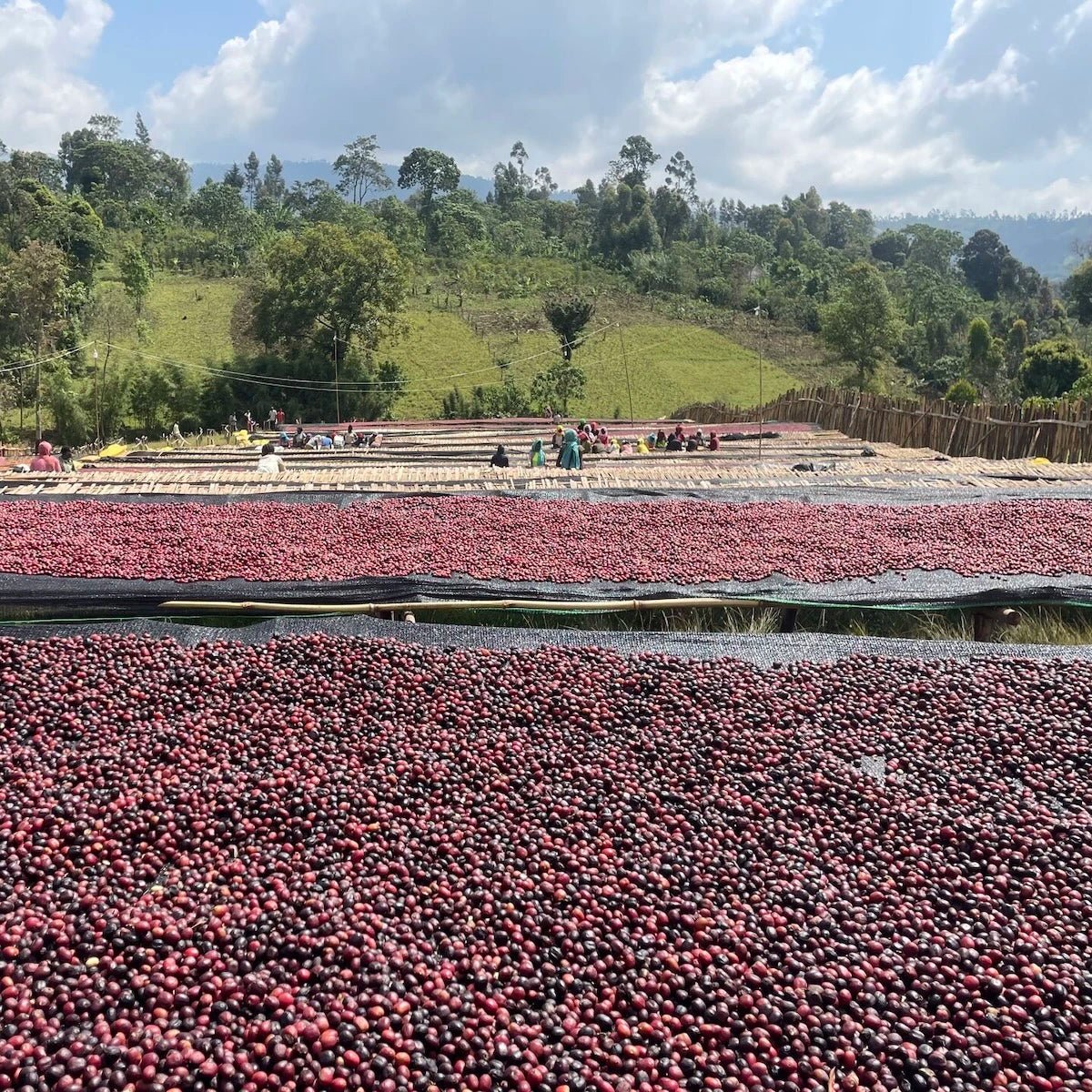 Ethiopia Kurupe