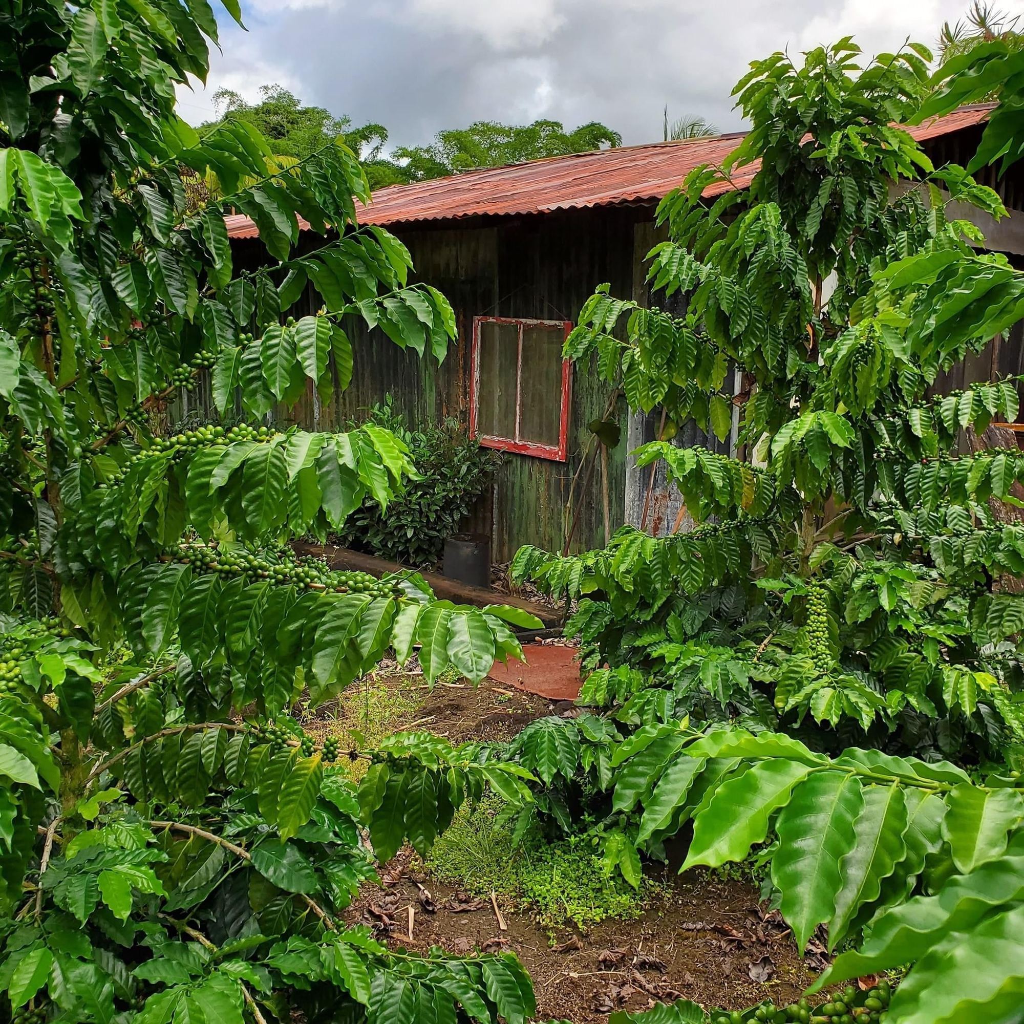 Hawaii Puna - Arakawa Estate Cold Fermentation Natural