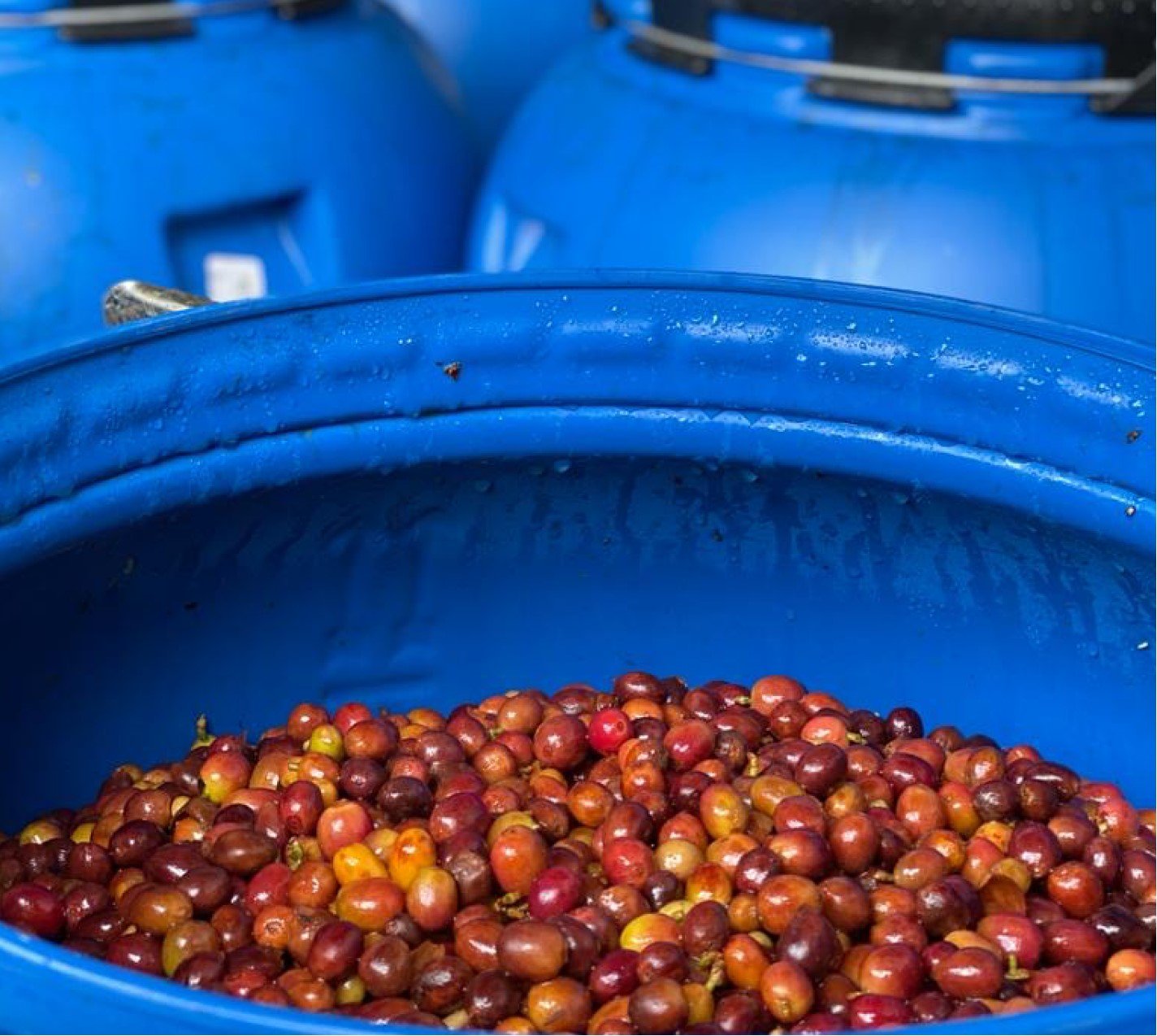 Colombia Finca Santuario Red Bourbon Double CM FILTER