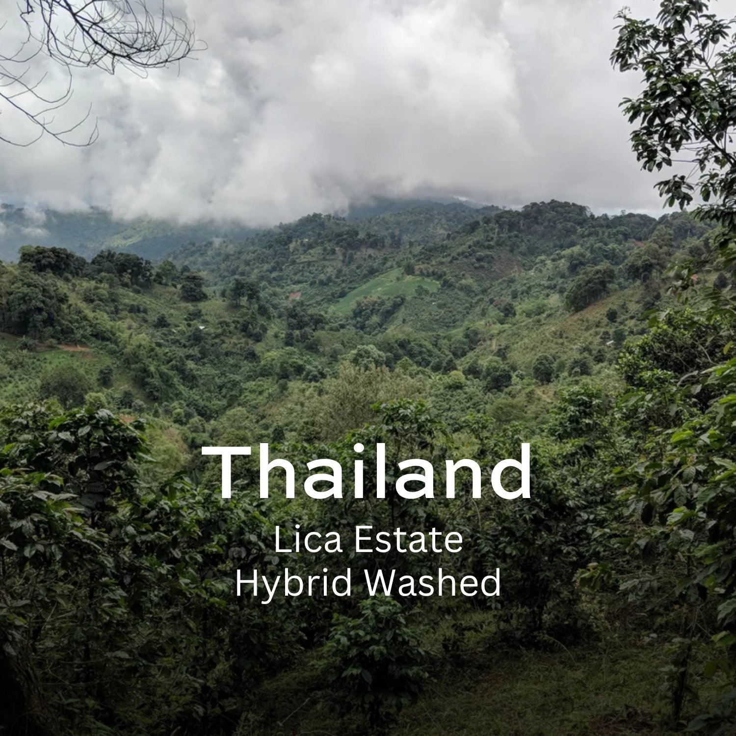 Lica Estate (Hybrid Washed)