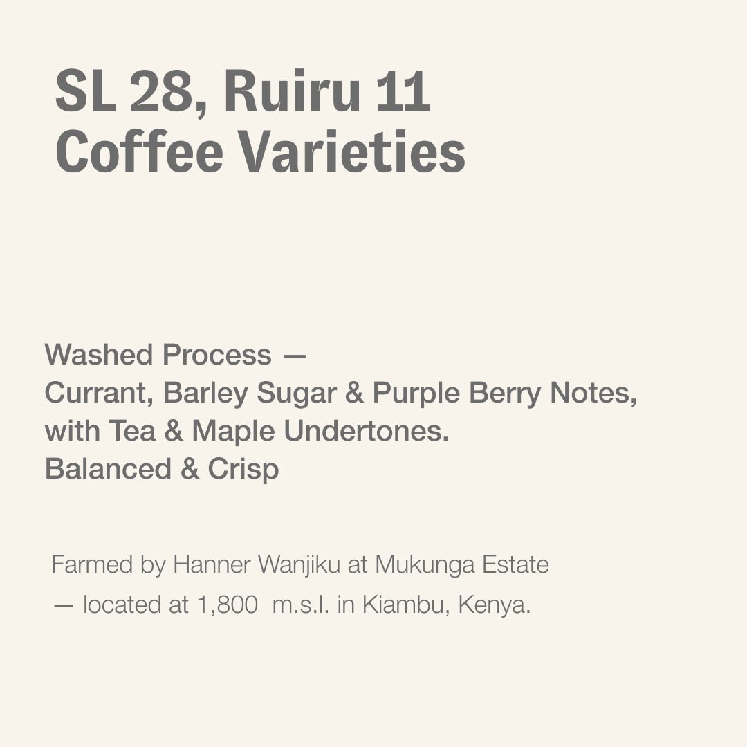 SL 28, Ruiru 11 coffee varieties, Mukunga Estate, Kenya