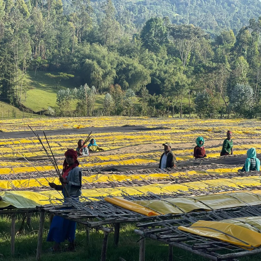 Ethiopia - Bochessa - Natural (2026 #1 ToH Lot)