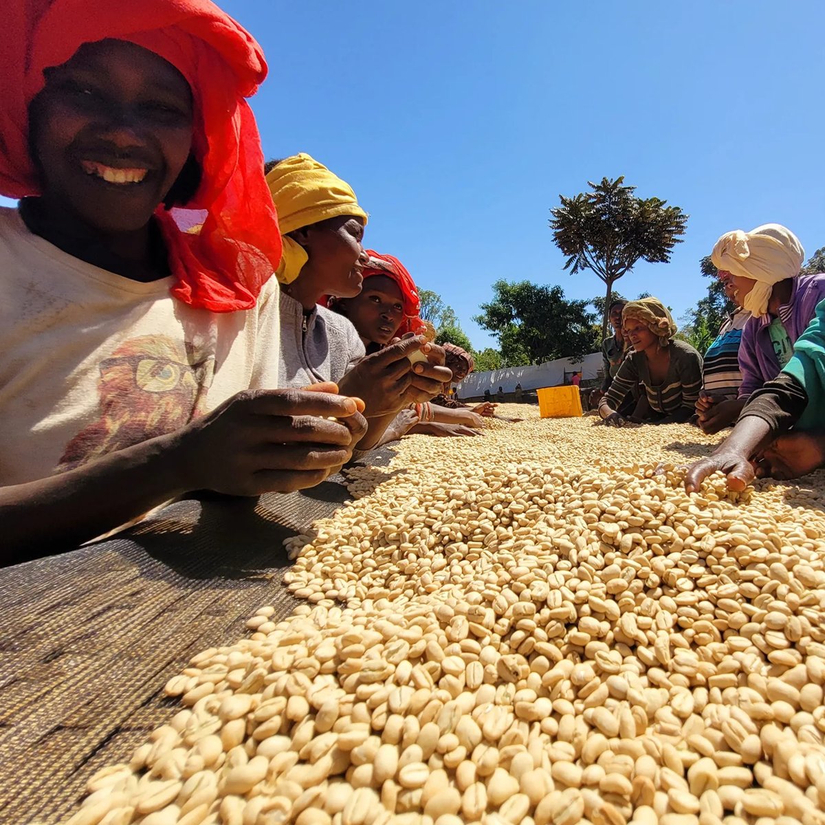 Ethiopia Lalesa Washed