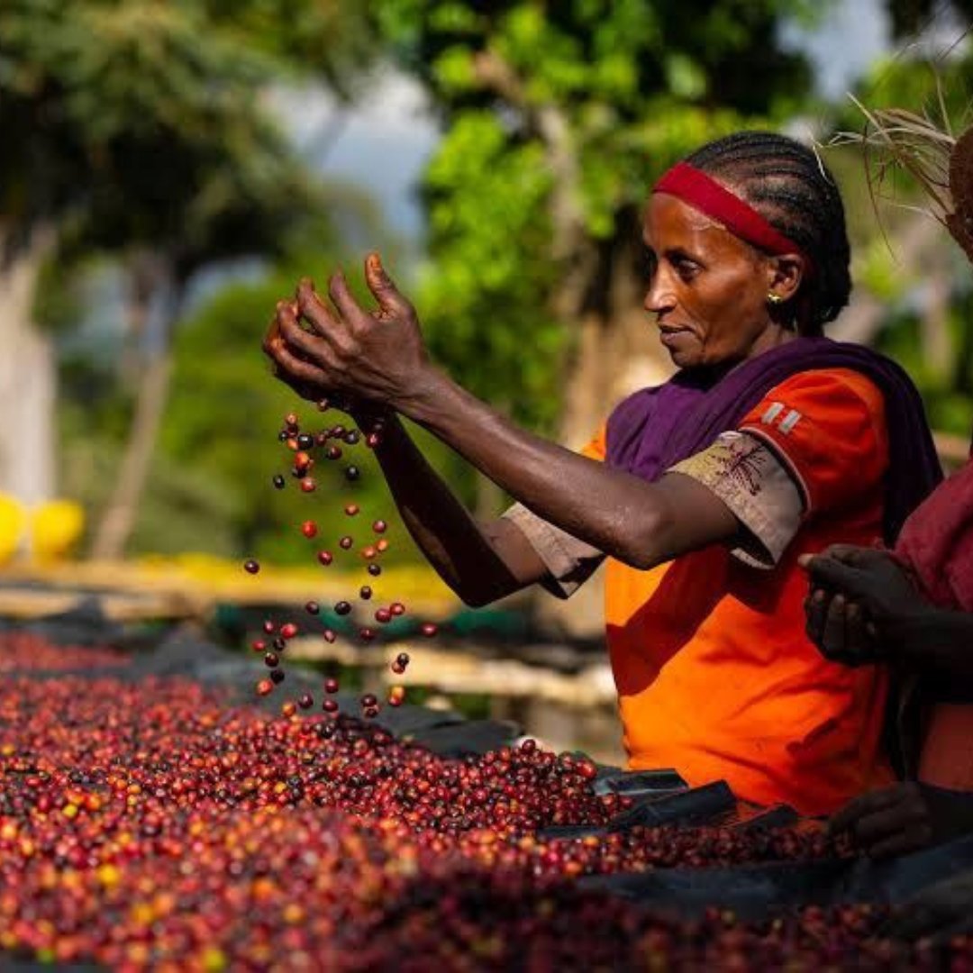 Ethiopia Banko Michacha Natural