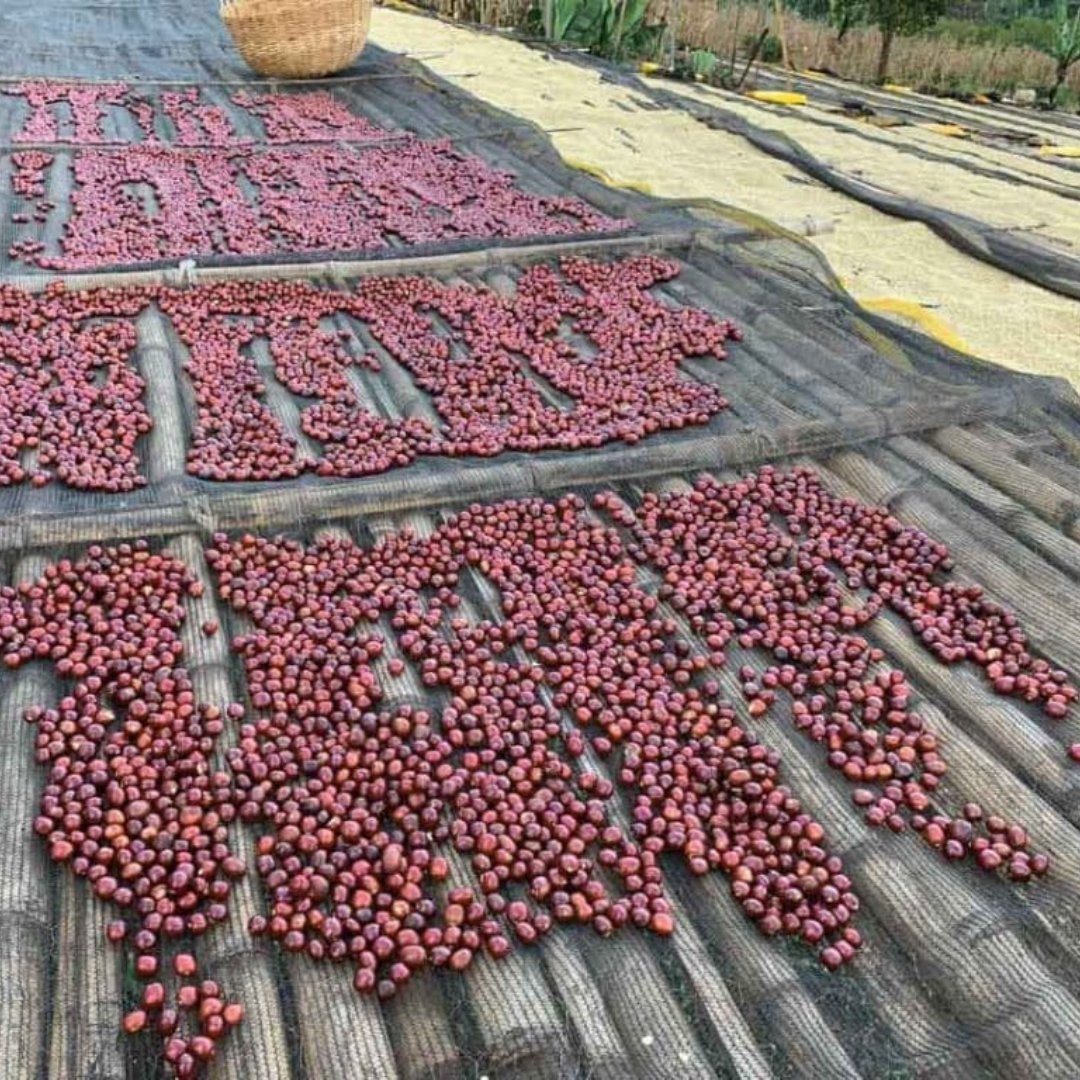 Ethiopia Gogegu Slow Shade Natural