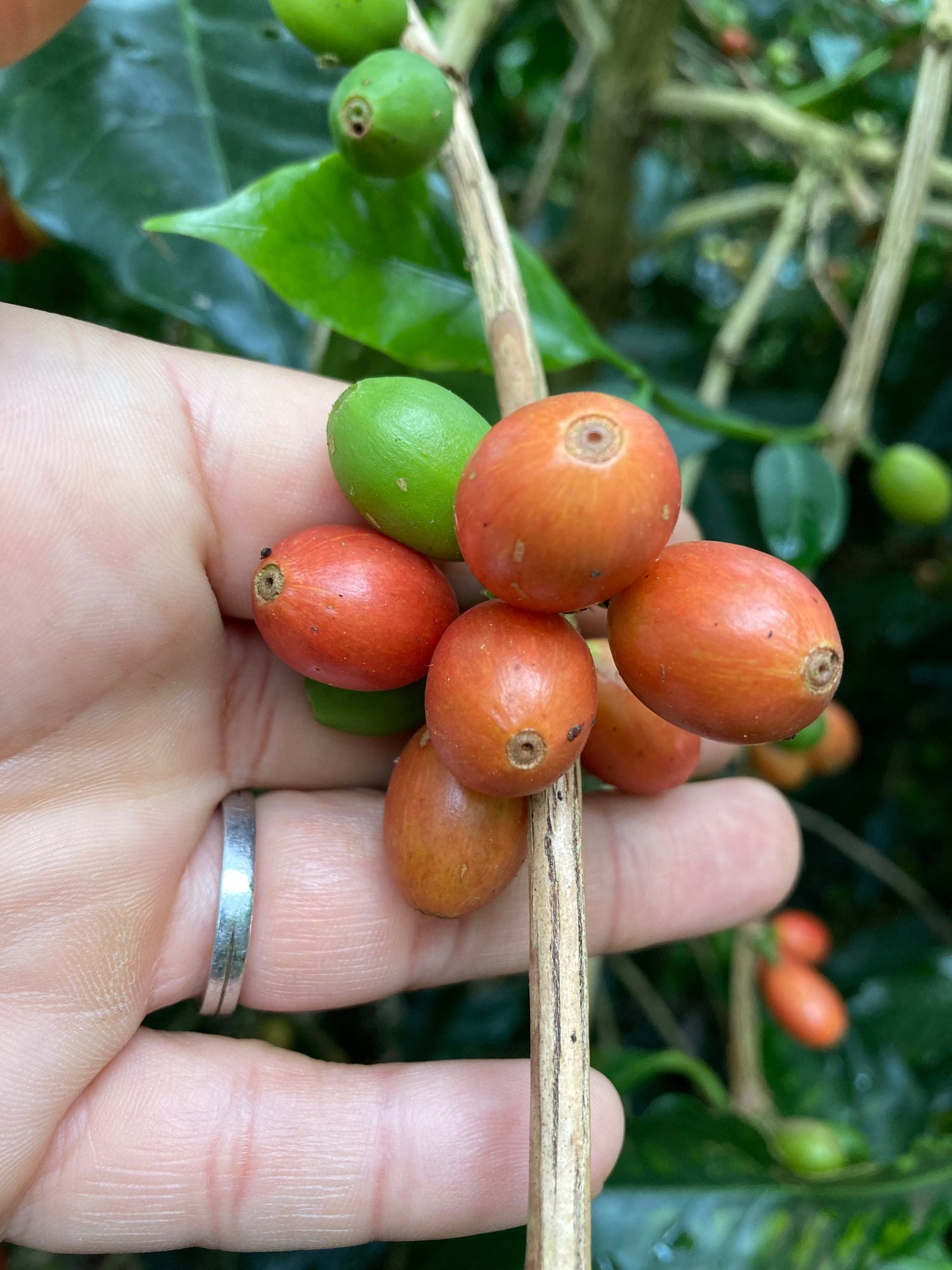 Vietnam Orange Bourbon Anaerobic Honey