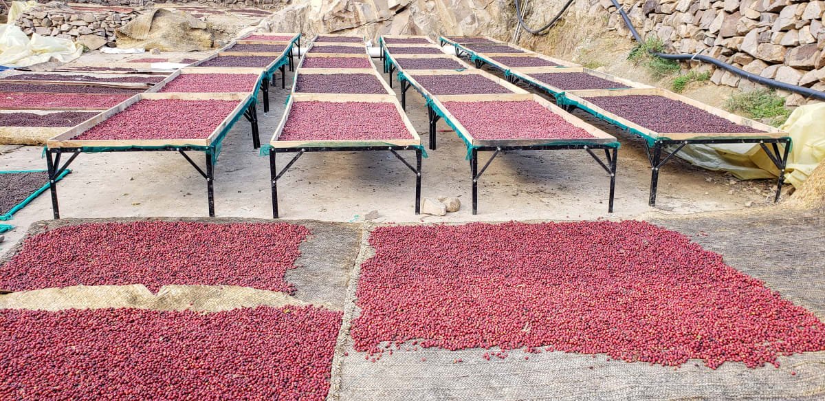 Yemen Haraaz-Mahal Aqeequl Drying Station