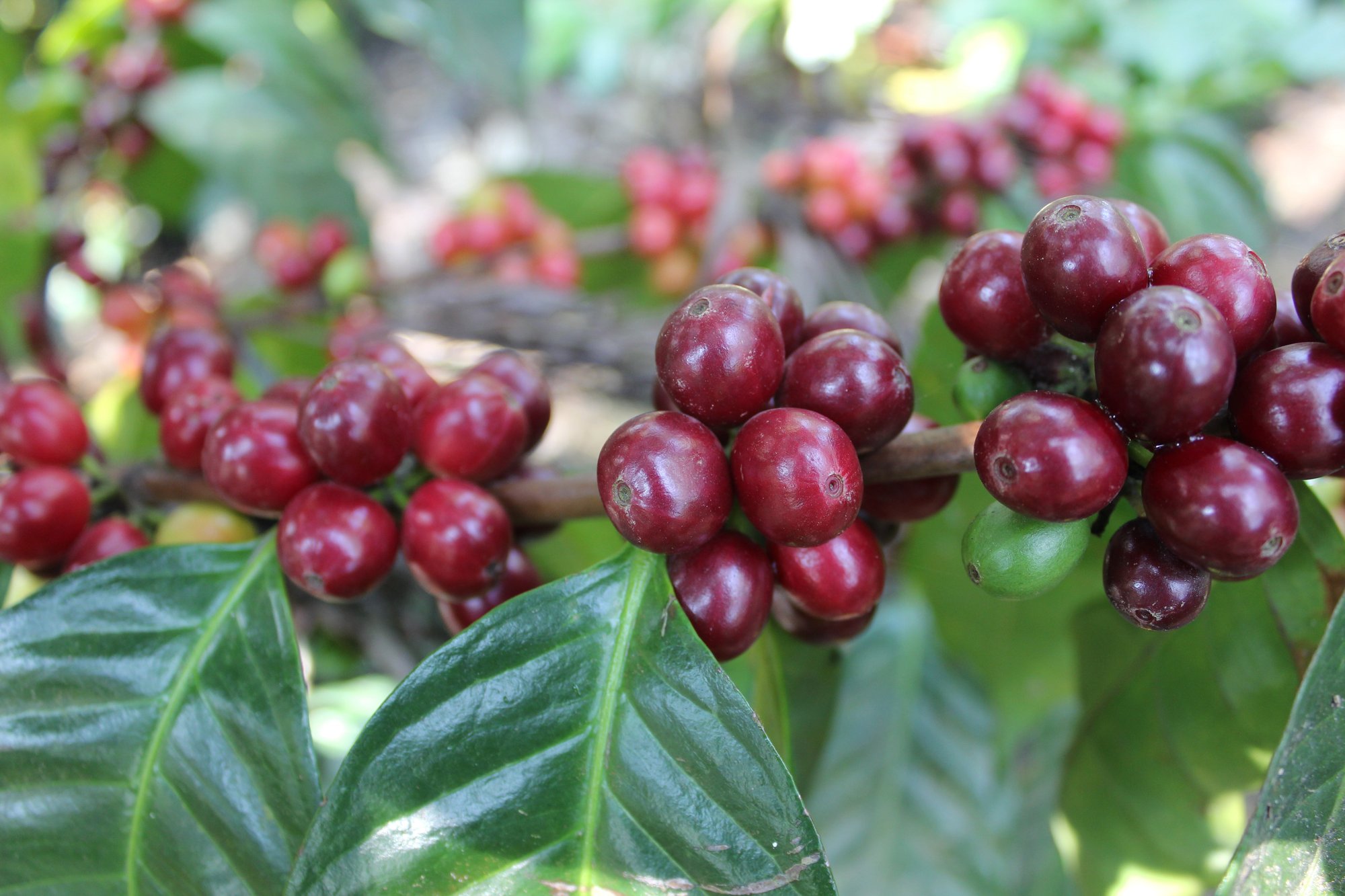 Panama H1 Centroamericano ASD -Mama Cata Estate